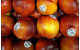 Fruit Labels - Waterproof Stickers
